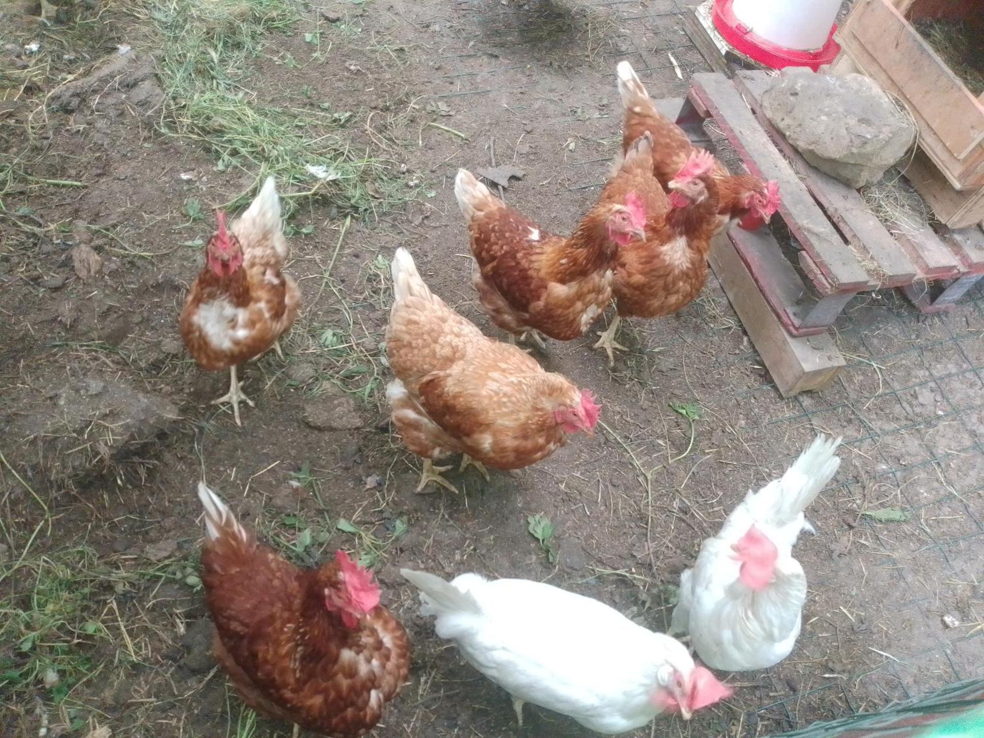 Aitzkorri Zegama Séjour chez l'habitant *